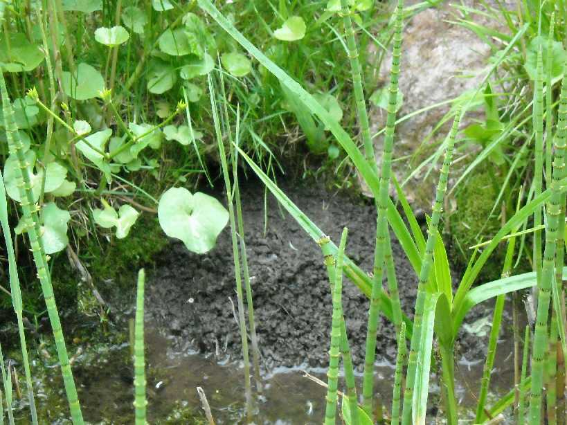 Полевка водяная - Arvicola terrestris