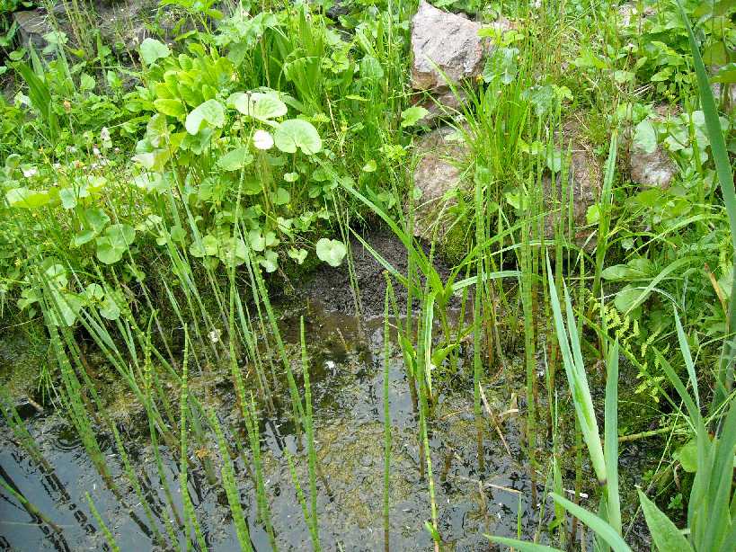 Полевка водяная - Arvicola terrestris